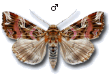 Callopistria juventina