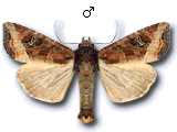Helotropha leucostigma