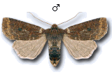 Conistra (Conistra) ligula