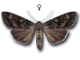 Eurois occulta