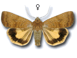 Noctua interjecta