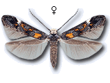 Mompha (Psacaphora) raschkiella