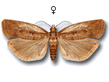Epinotia sordidana