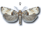 Gypsonoma aceriana