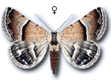 Odice pergrata