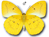 MD