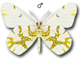 MD