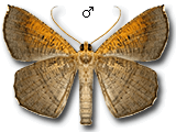 MD