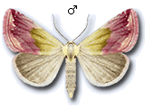 Eublemma (Eublemma) purpurina
