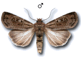 Euxoa (Euxoa) tritici
