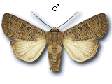 Hoplodrina superstes