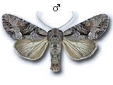 Lacanobia (Lacanobia) w-latinum