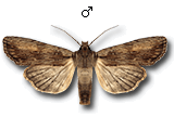 Lithophane (Lithophane) semibrunnea