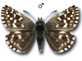 Pyrginae