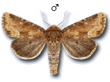 Oligia fasciuncula