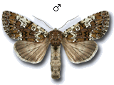 Crypsedra gemmea