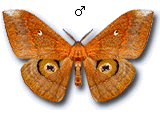 MU