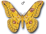 MU