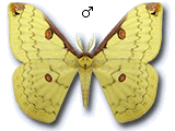 MU