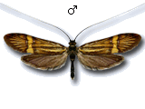 MU