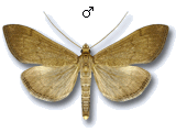 Anania terrealis