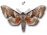 Laothoe populi