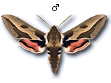 Hyles euphorbiae