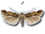 Antequerinae
