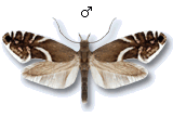 Glyphipteriginae
