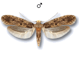 Niditinea striolella