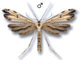 Pterophorinae