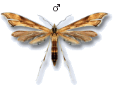 Gillmeria ochrodactyla