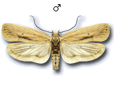 Agonopterix pallorella