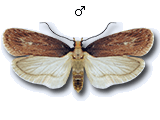 Depressaria (Depressaria) emeritella