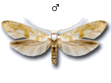 MU