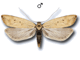 Dichomeris limosellus