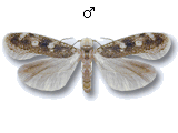 Gelechia (Gelechia) sestertiella