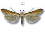 Metzneria neuropterella