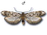MU