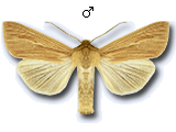 Mythimna (Mythimna) pallens