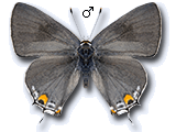 Strymon melinus