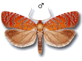 Argyroploce arbutella
