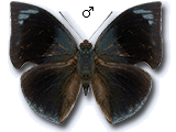 MU
