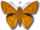MU