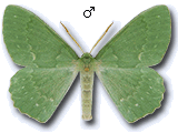 Geometrinae