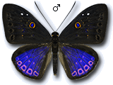 MU