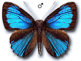 MU