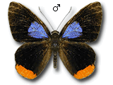 MU