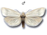 Eana (Eutrachia) argentana
