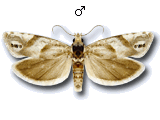 Eucosma pupillana